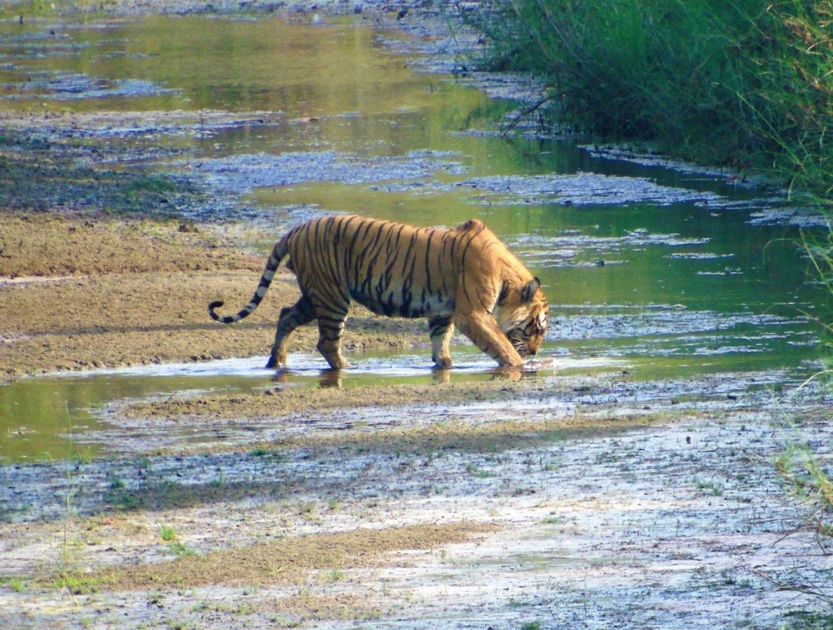 Mango Tree Lodge Bardiya Extérieur photo